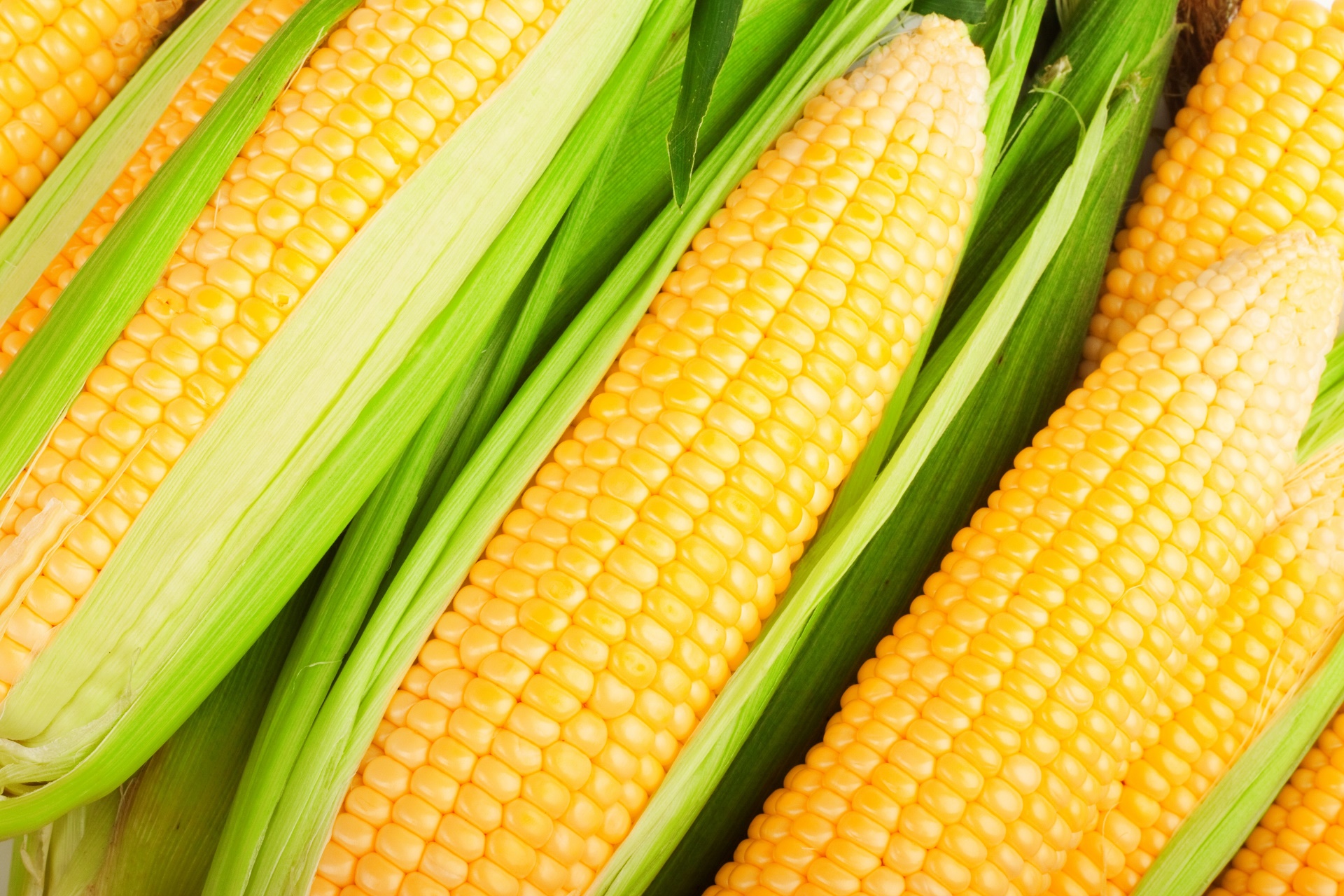 Corn hd paper