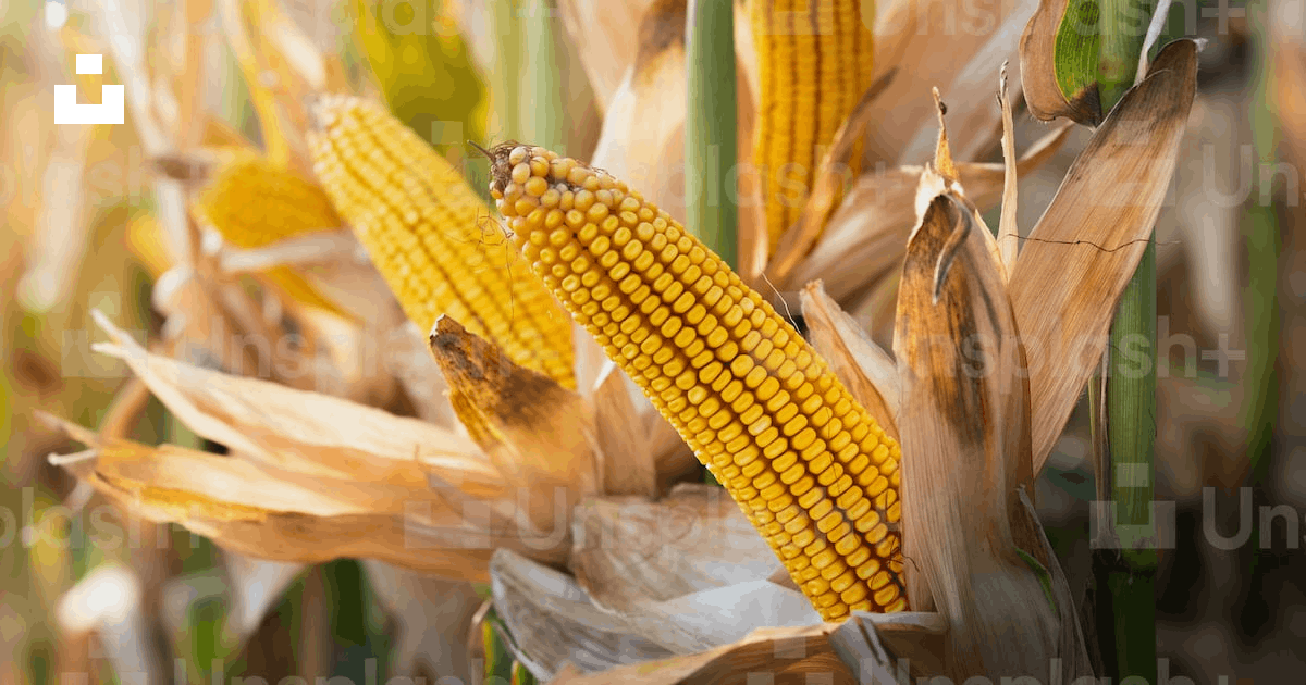 Corn pictures hd download free images on