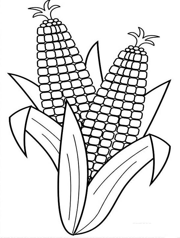 Corn harvesting corn coloring page vegetable coloring pages corn drawing coloring pages