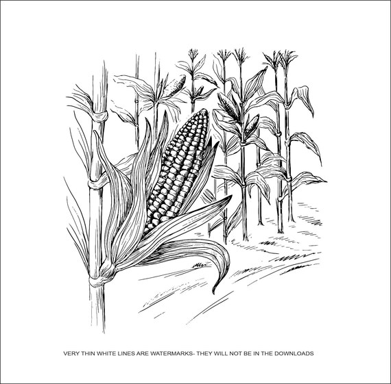 Corn stalk farmers field filed agriculture vegetable farm cob sweetcorn harvest clipart cricut digital epsdxfpngjpegsvg