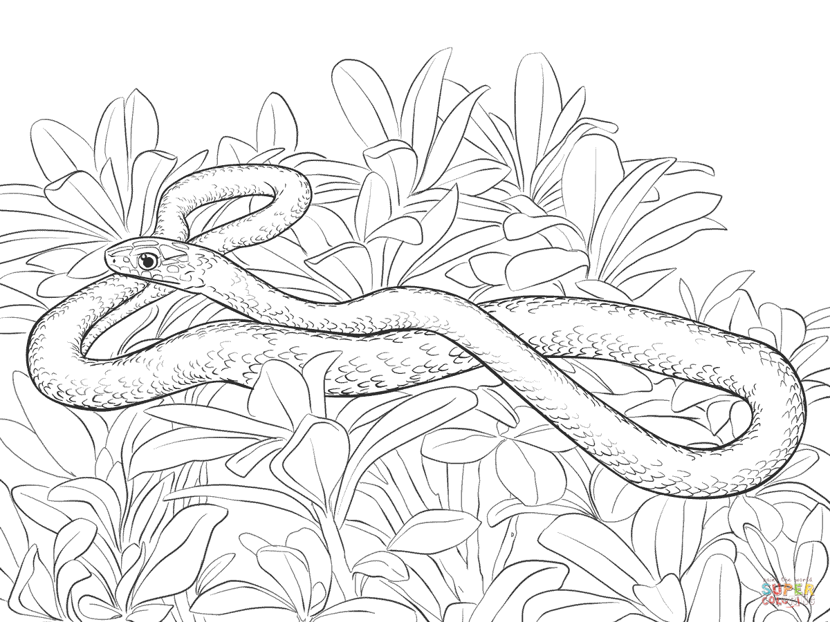 Dibujo de culebra corredora constrictor para colorear dibujos para colorear imprimir gratis