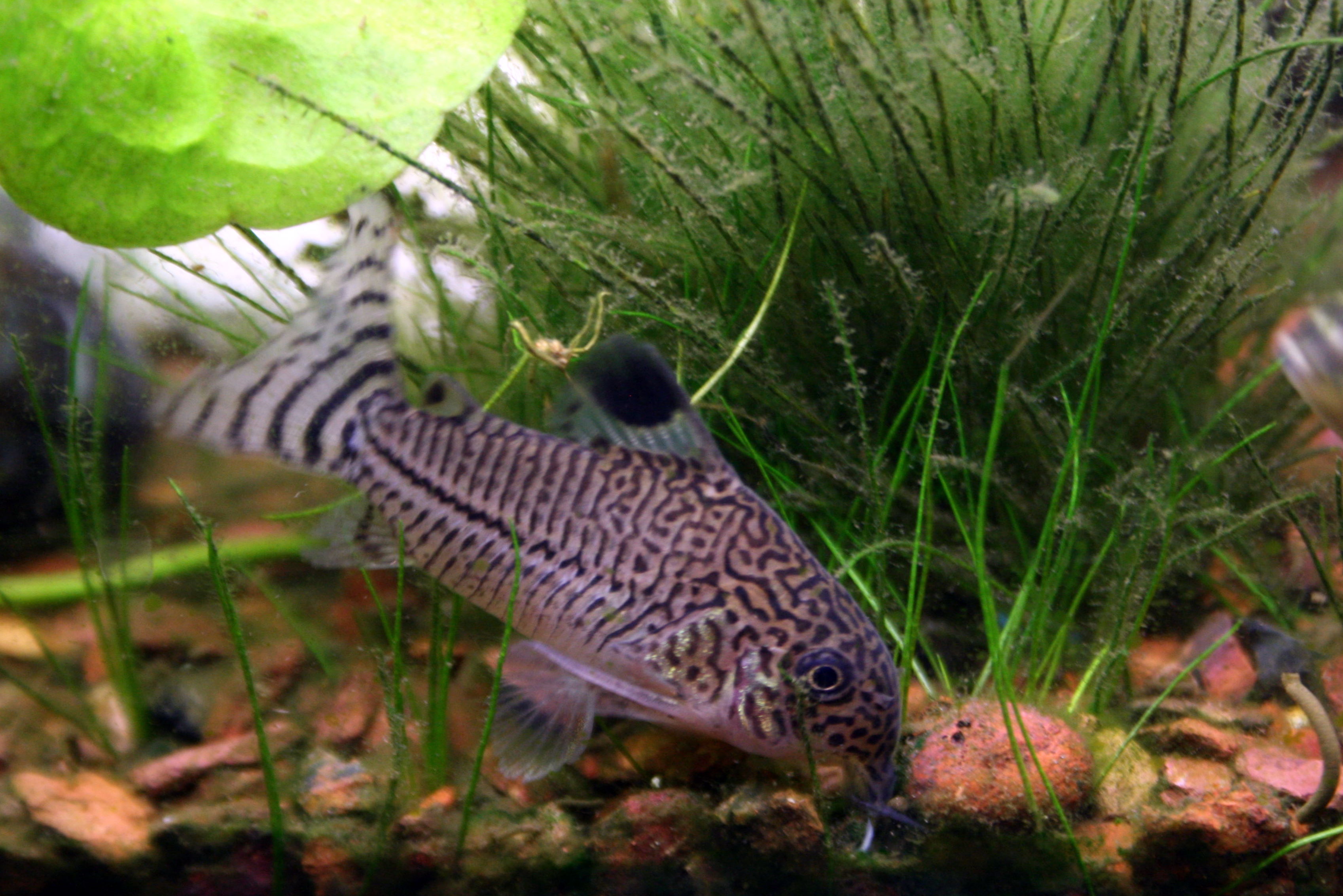 Download Free 100 + corydoras wallpaper