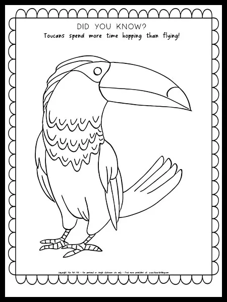 Toucan coloring page with fun fact free printable â the art kit