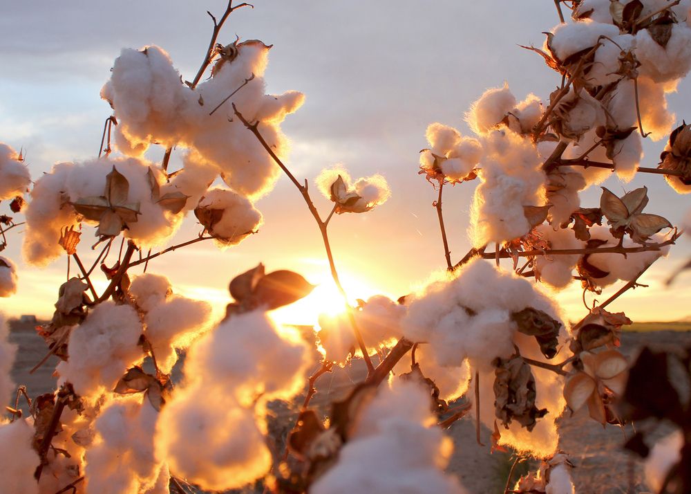 Cotton plant in the sunset cotton field photography cotton plant fields photography