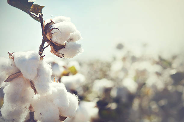 Cotton plant photos download free cotton plant stock photos hd images