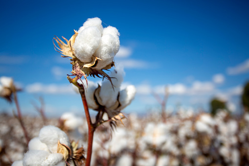 Cotton plant pictures download free images on