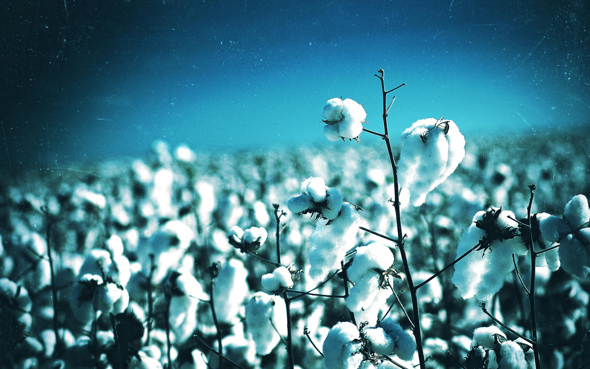 Cotton plant wallpaper x