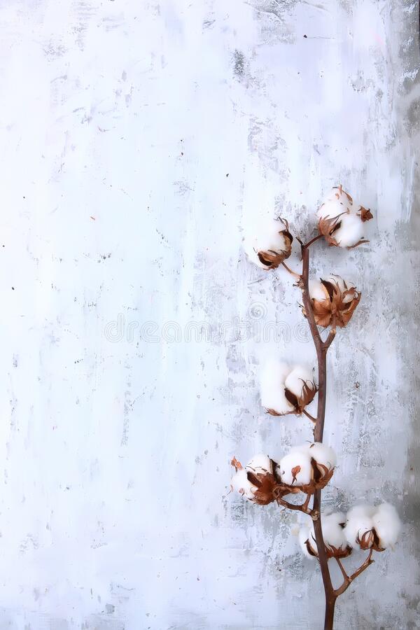 A dry branch of cotton on a textured light background copy of the space background or wallpaper place for the label stock photo