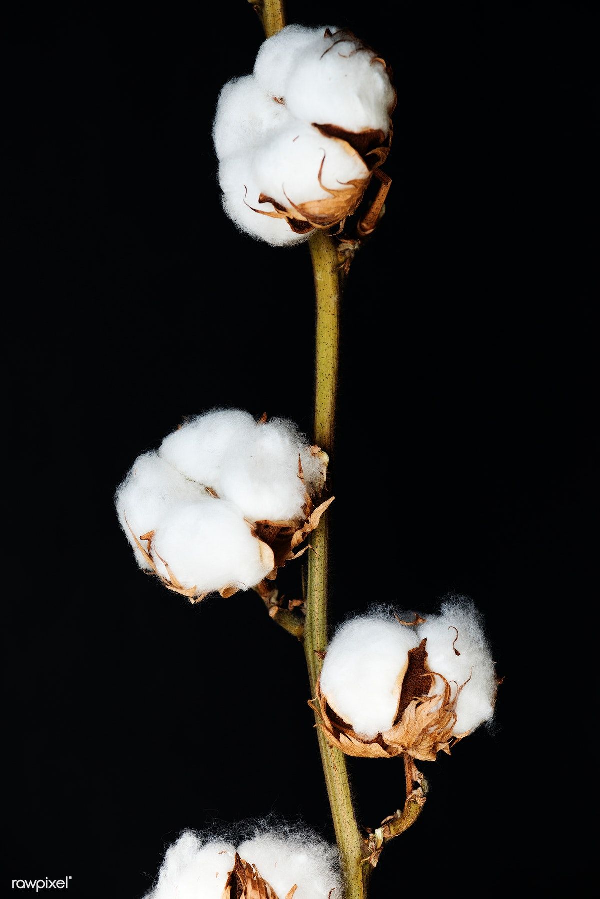 Closeup of cotton plant free image by rawpixelcom cotton plant plants plant images