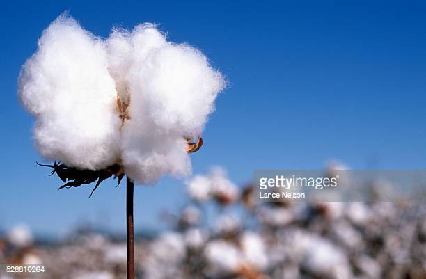 Cotton plant bilder und fotos