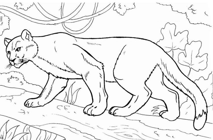 Cougar coloring pages