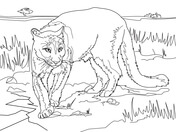 Cougar coloring pages free coloring pages