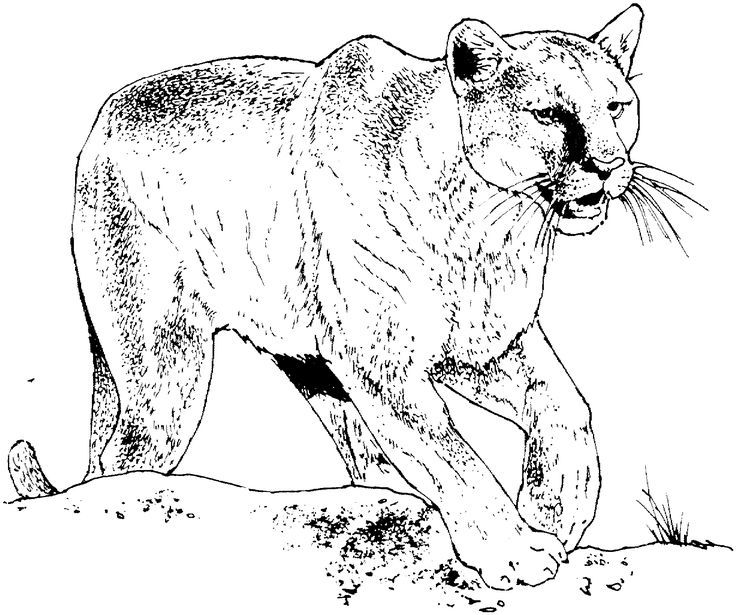 Image result for puma coloring sheet lion coloring pages animal coloring pages mountain lion