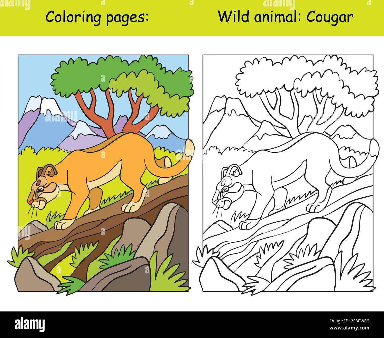 Vector coloring page with walking cougar in mountain area cartoon isolated colorful illustration coloring book page and color template for coloring stock vector image art