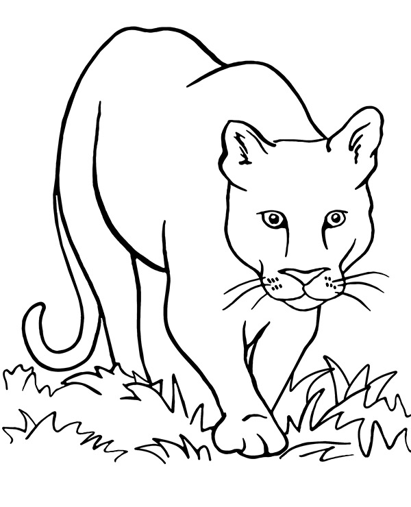 Puma coloring page cougar