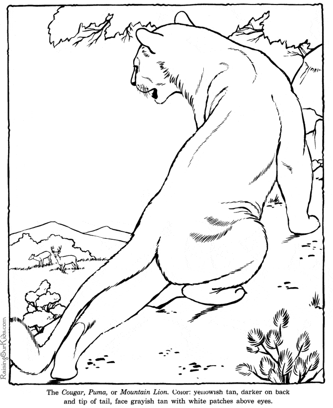 Cougar coloring page