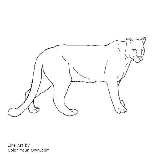 Cougar coloring page cougar art lion drawing simple mountain lion