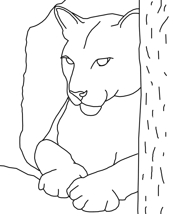 Cougar coloring pages