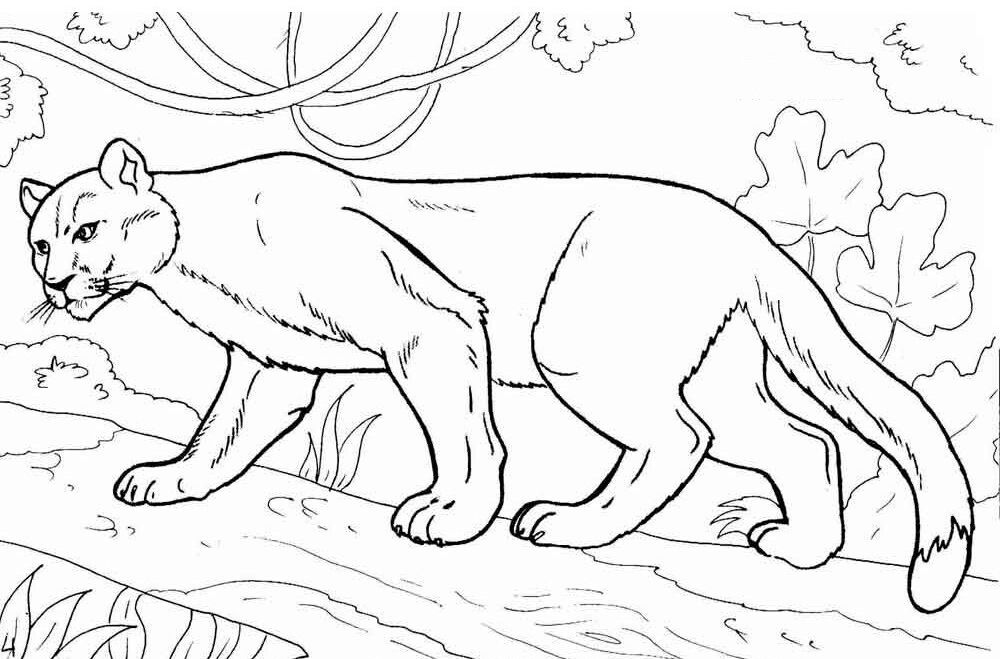 Cougar coloring pages