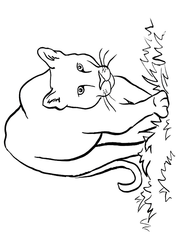 Cougar coloring pages