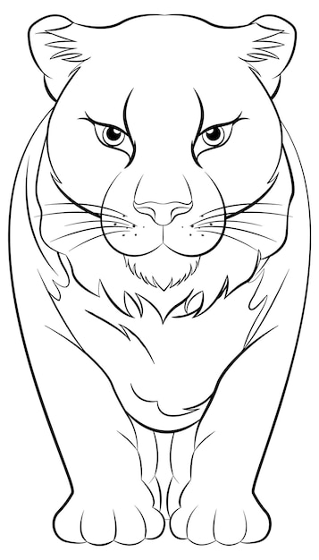 Cougar drawing vectors illustrations for free download