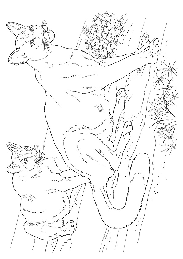 Cougar coloring pages