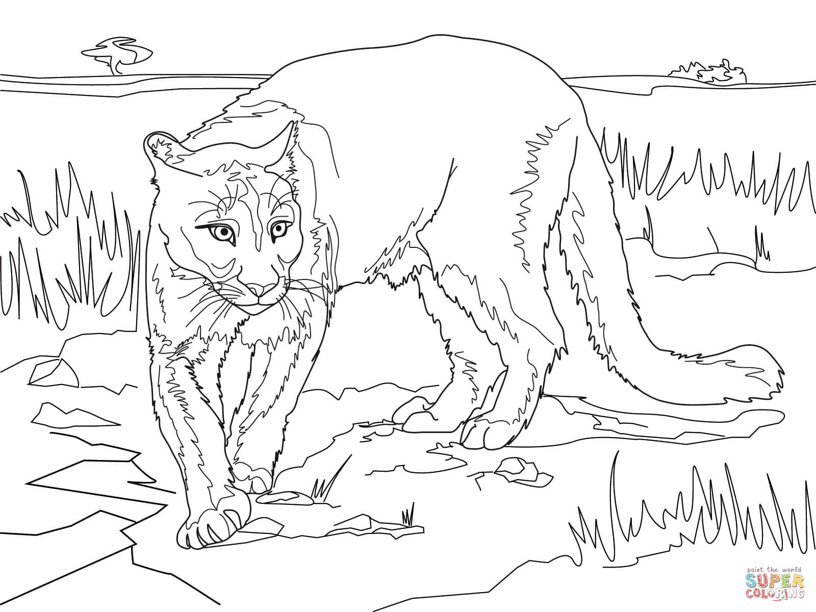 South american cougar coloring page free printable coloring pages