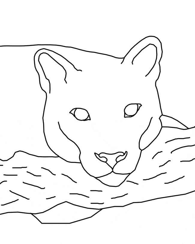 Eastern cougar coloring page