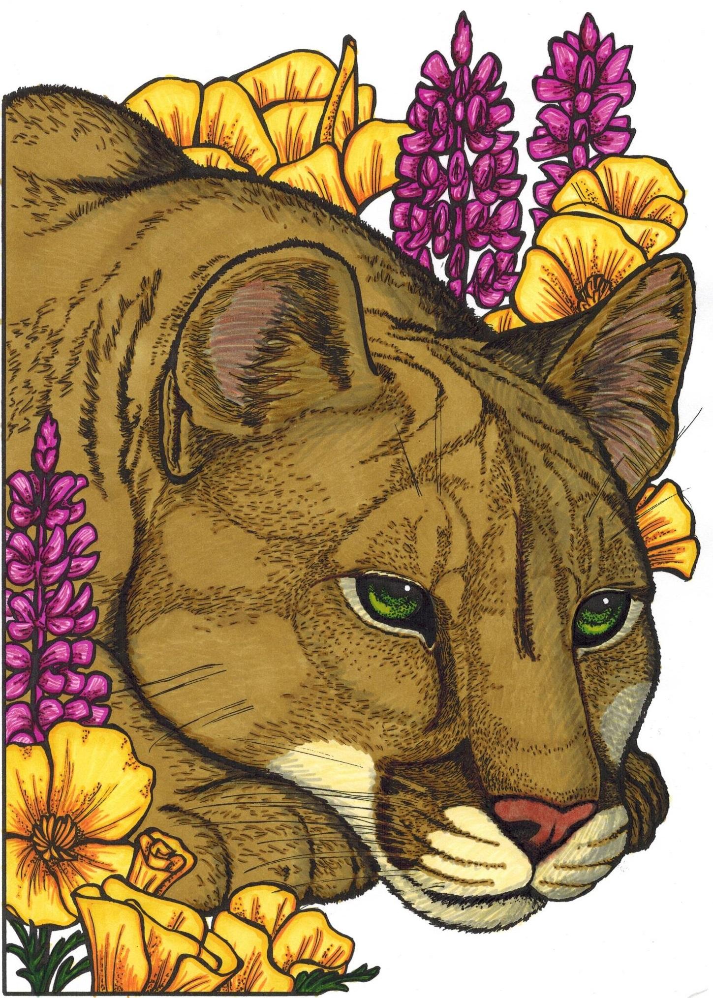 Cougar colored with markers line drawing from creative havens wild animal portraits coloring book by llyn hunter rcoloring