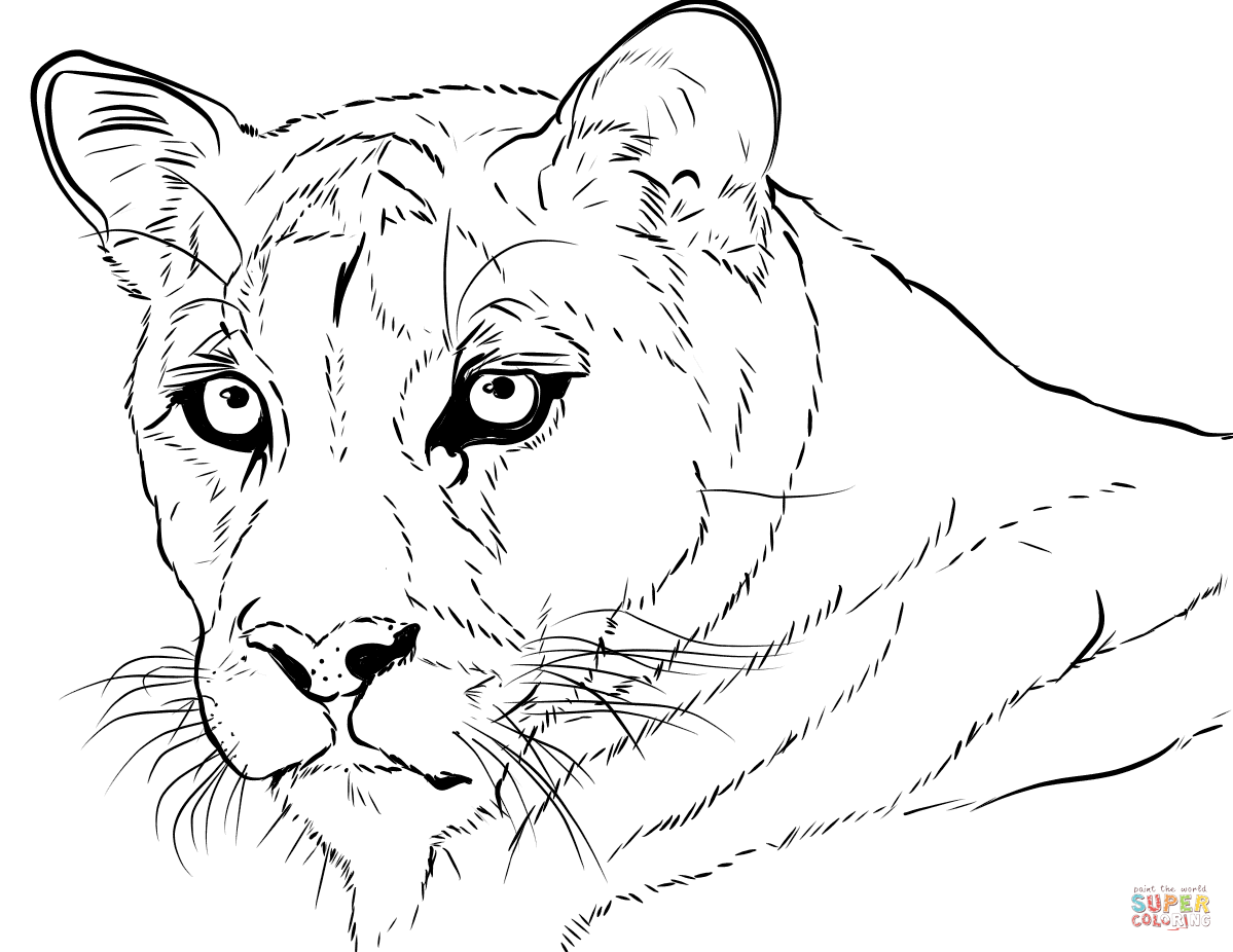 Cougar head coloring page free printable coloring pages