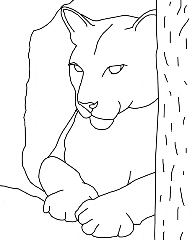 Cougar coloring