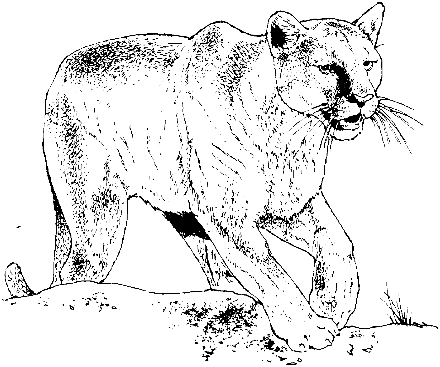 Free cougar coloring pages