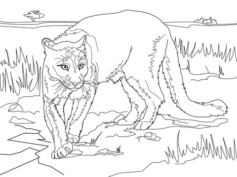 South american cougar coloring page free printable coloring pages