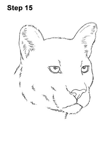 How to draw a cougar head detail video step