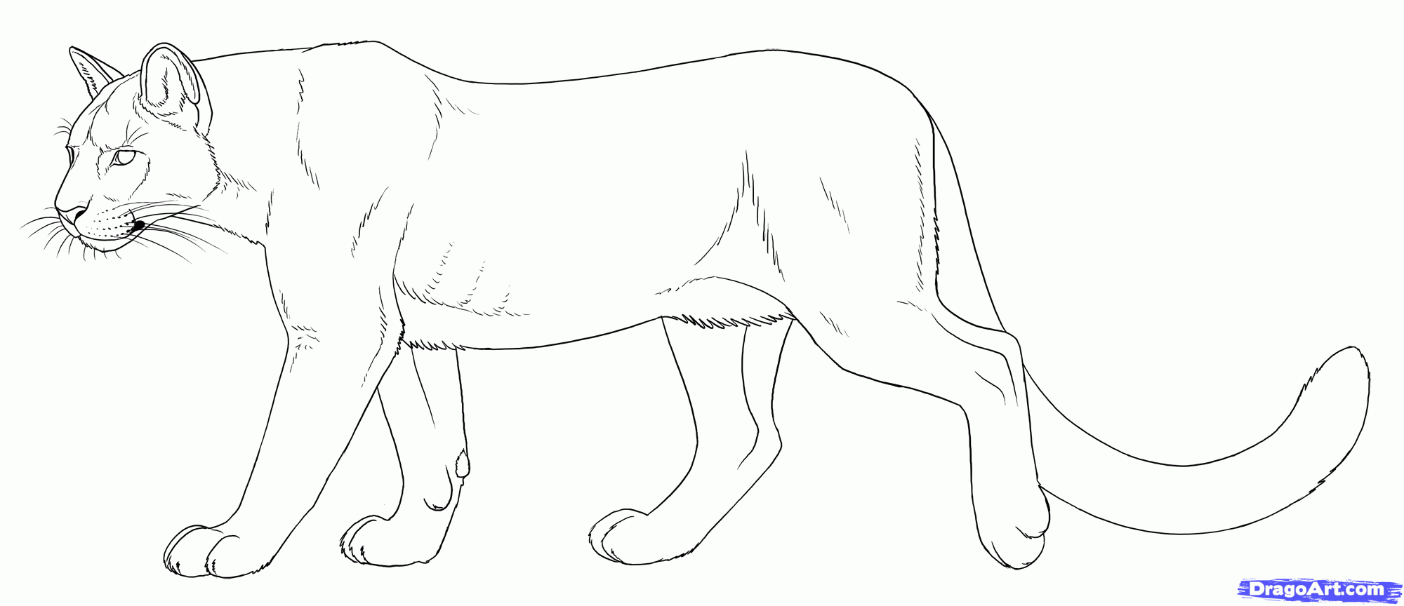 Puma and cougar coloring pages only coloring pages mountain lion animal drawings lion drawing