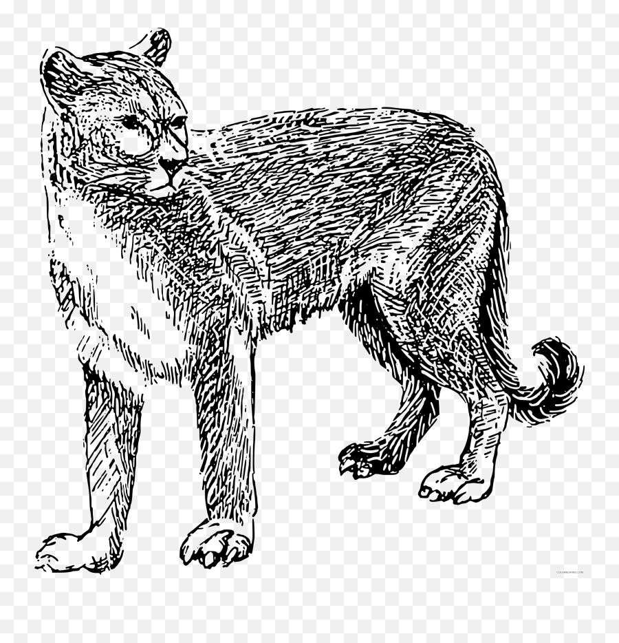 Cougar coloring pages cougar bpng