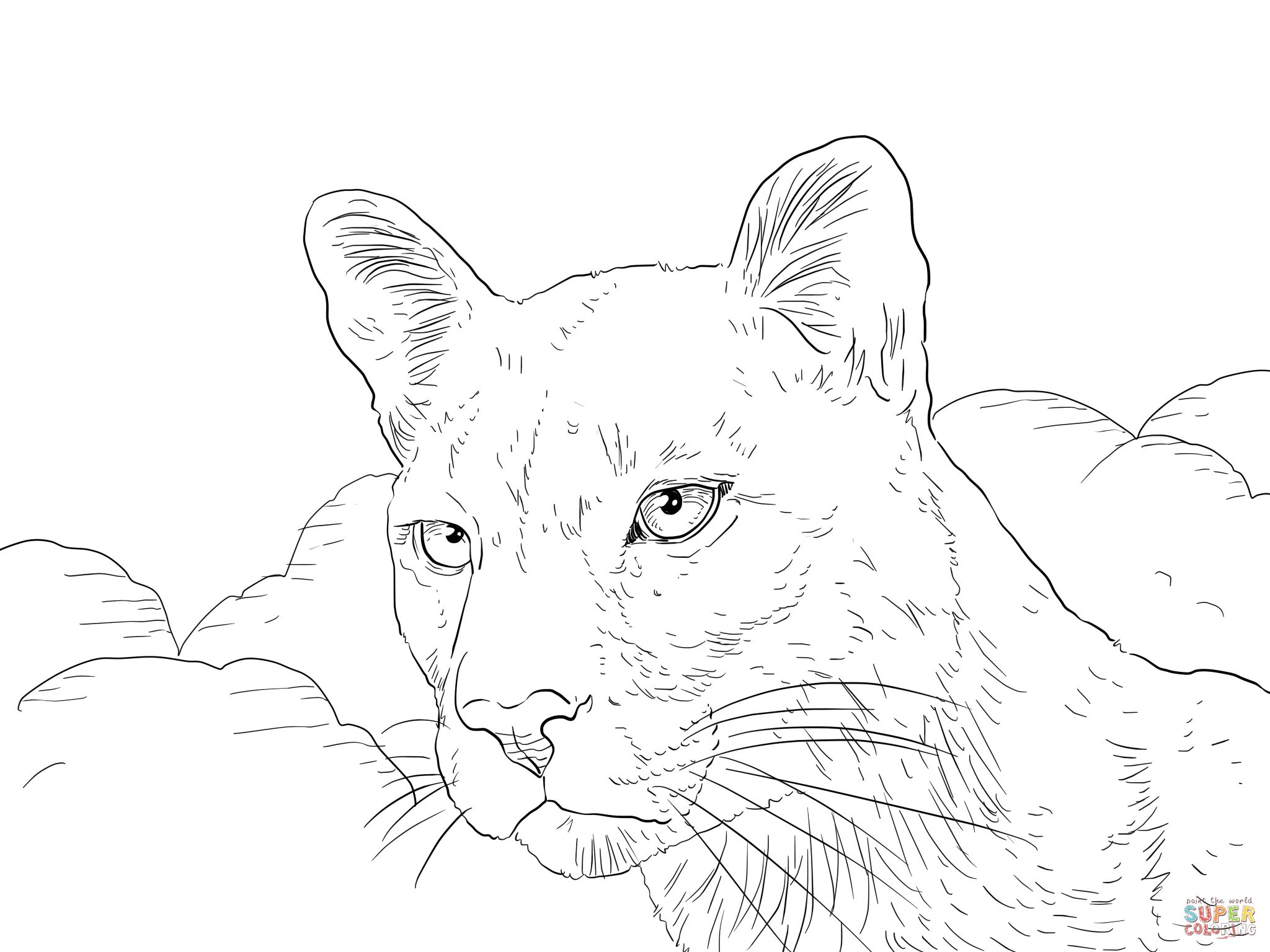 Cougar portrait coloring page animal coloring pages coloring pages flower coloring pages