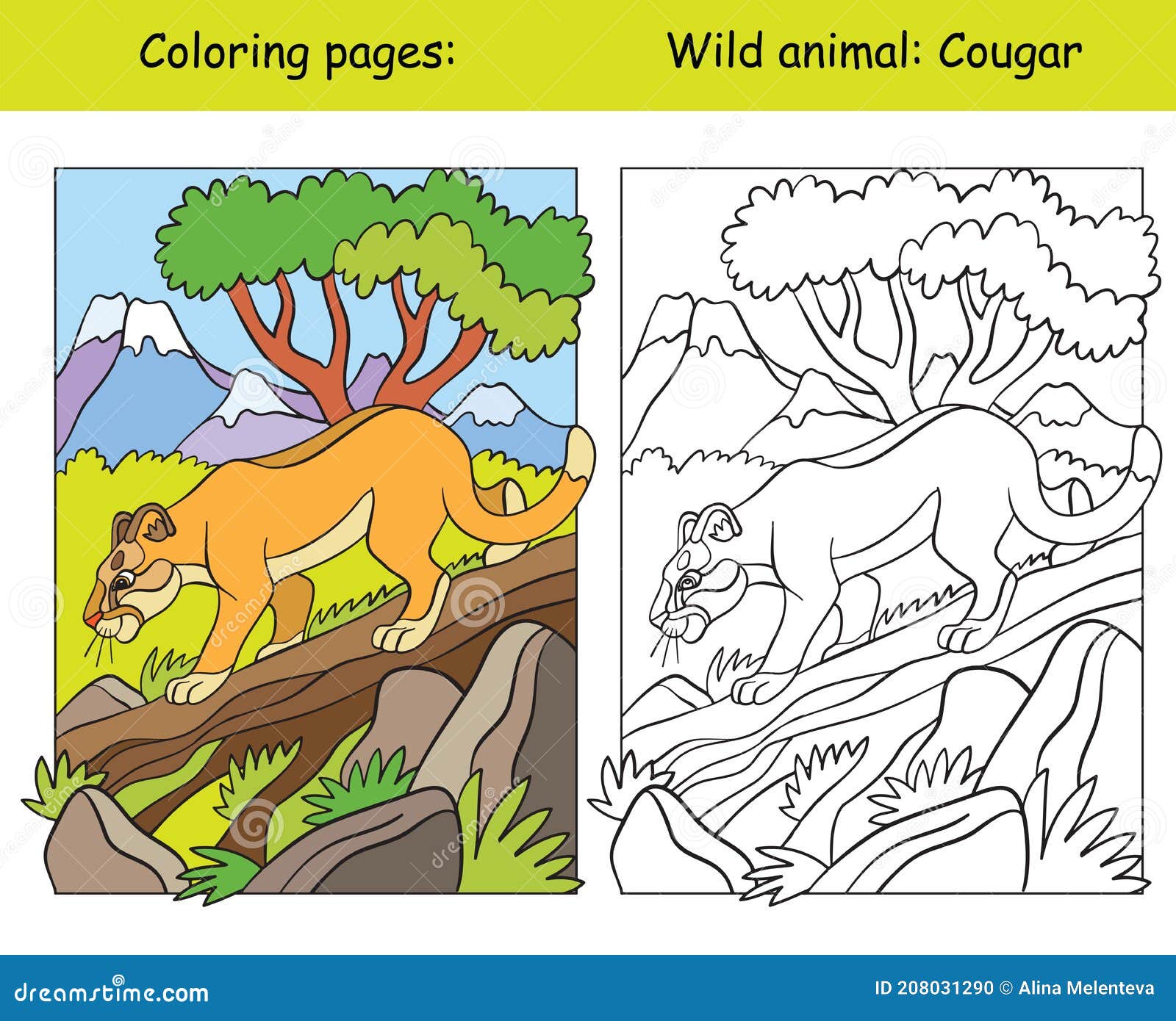 Cougar coloring stock illustrations â cougar coloring stock illustrations vectors clipart