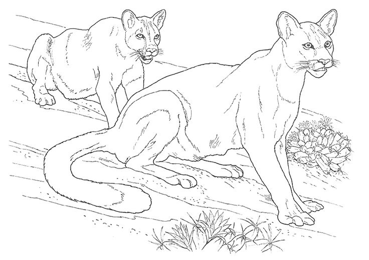 Cougar coloring pages