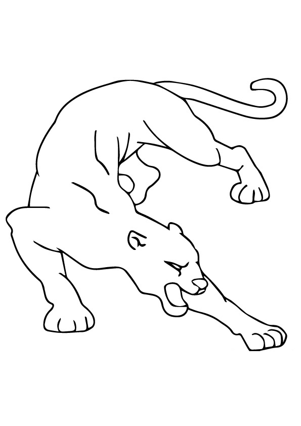 Cougar coloring pages