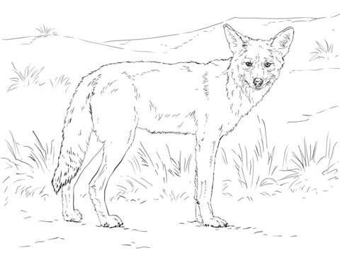 Coyote coloring page free printable coloring pages