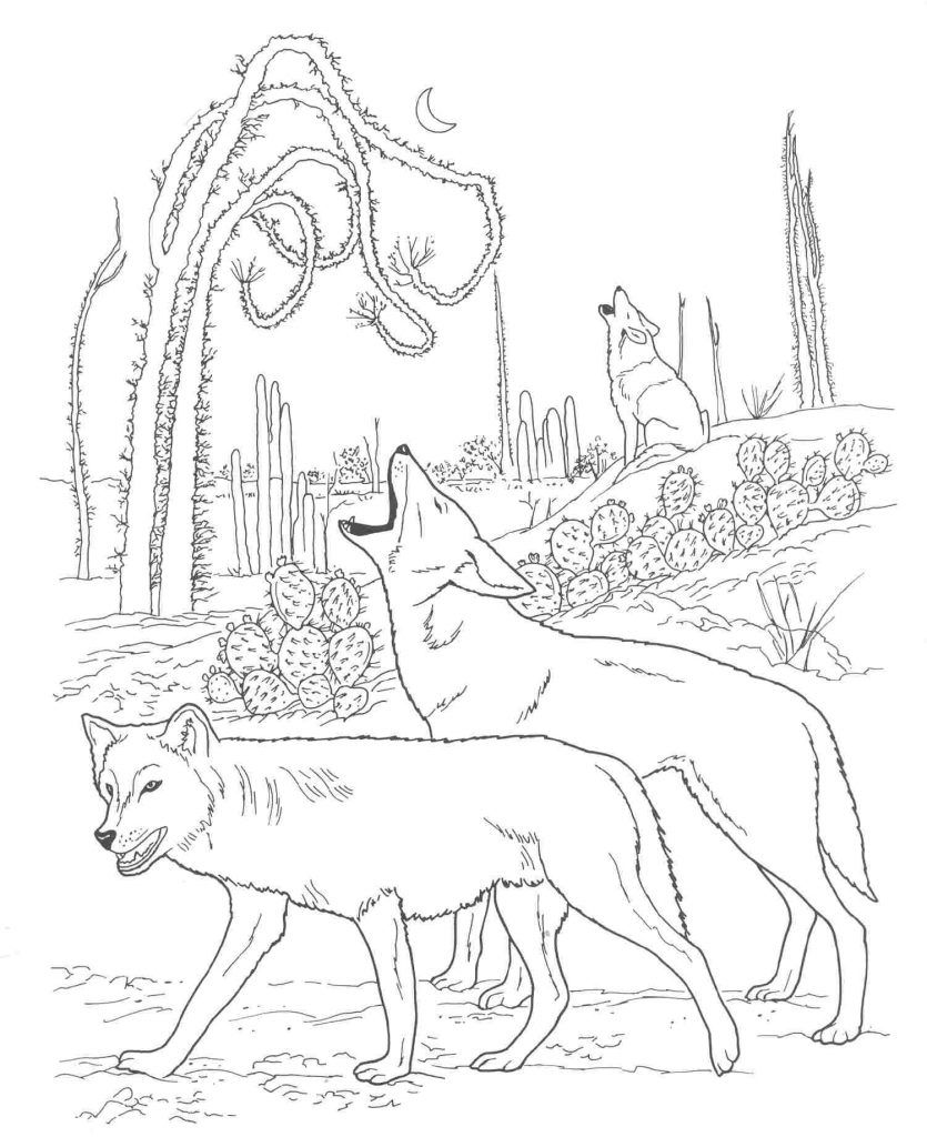 Free printable coyote coloring pages for kids animal coloring pages desert animals coloring wolf colors