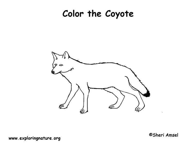 Coyote â coloring nature