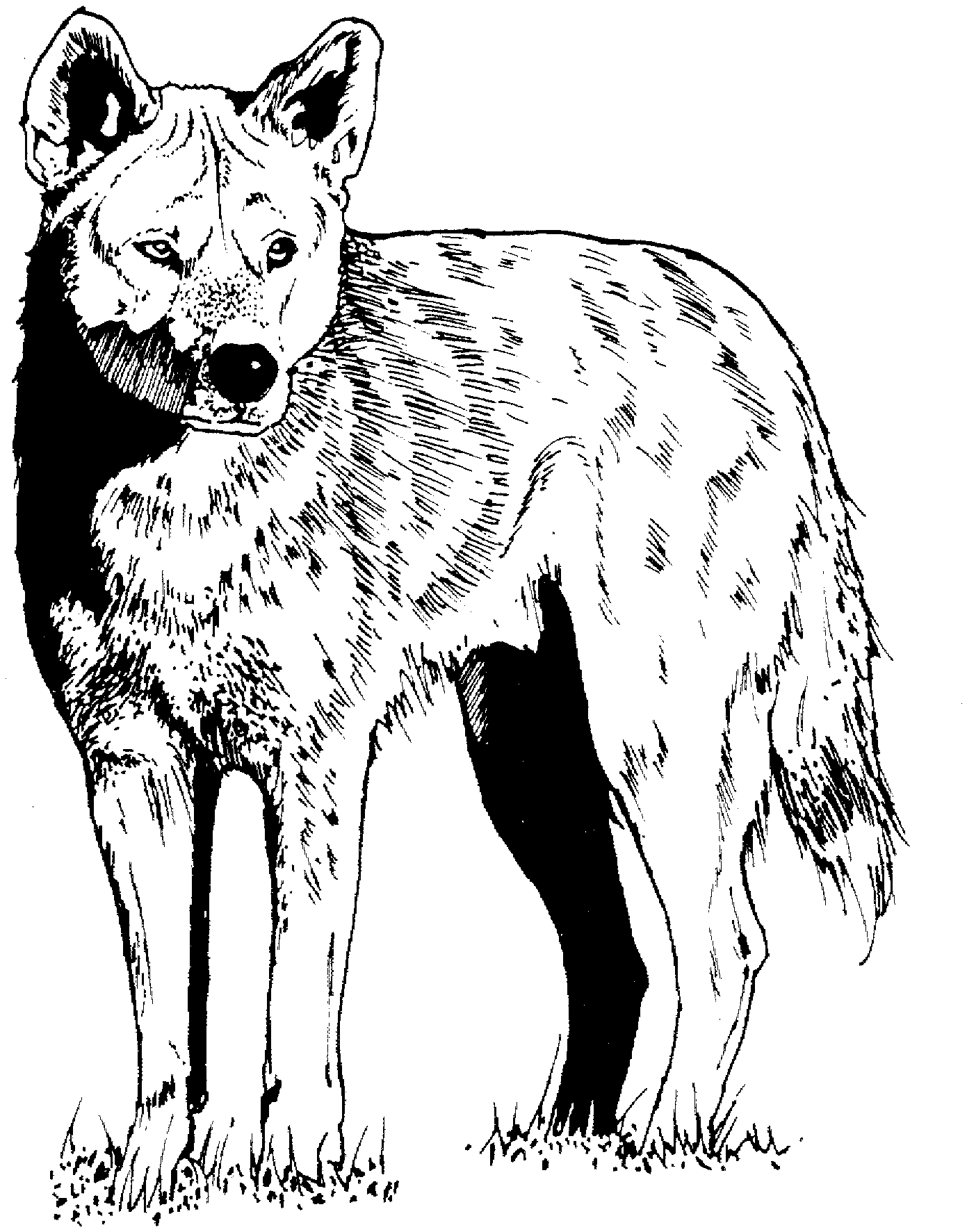 Free coyote coloring page coloring pages coloring books north american wildlife