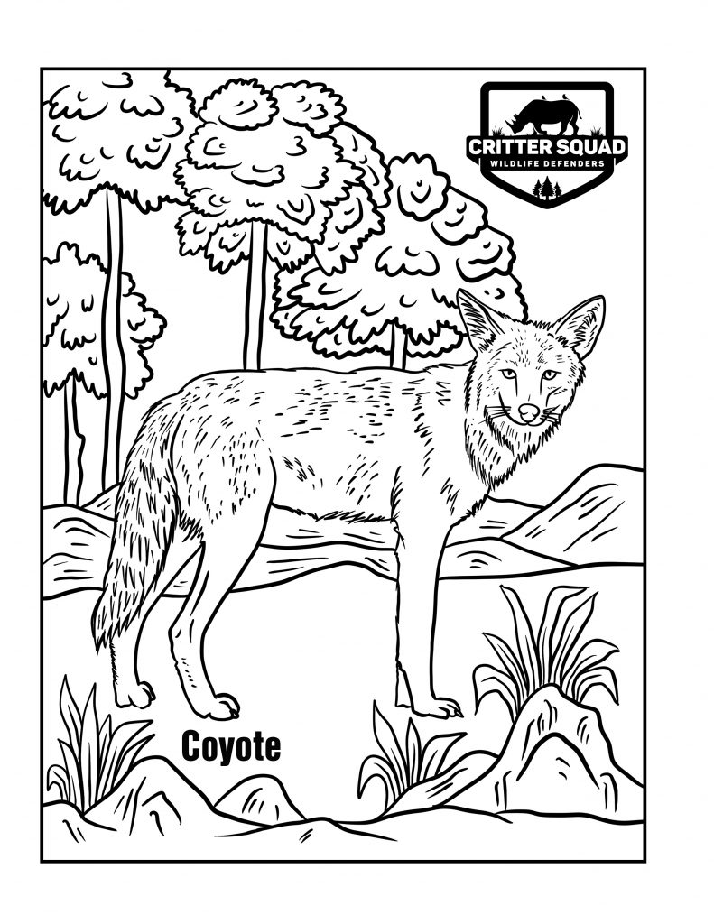 Coyote coloring page