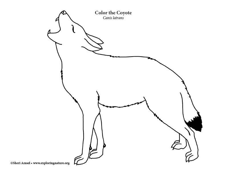 Coyote coloring page