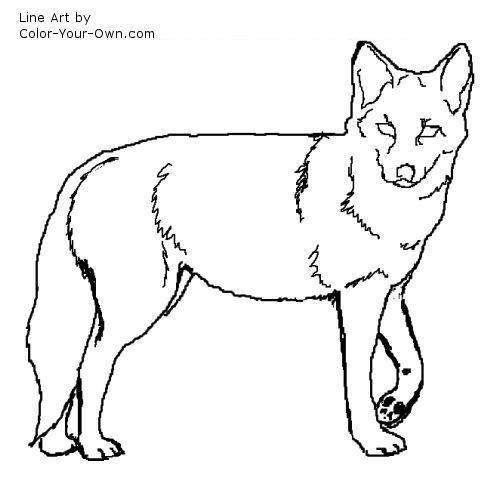 Coyote coloring page