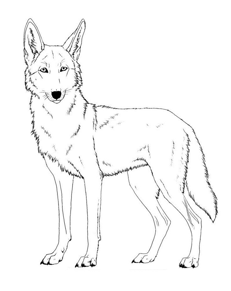 Coyote coloring page free download coyote drawing coloring pages coyote