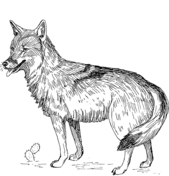 Coyote coloring pages free coloring pages