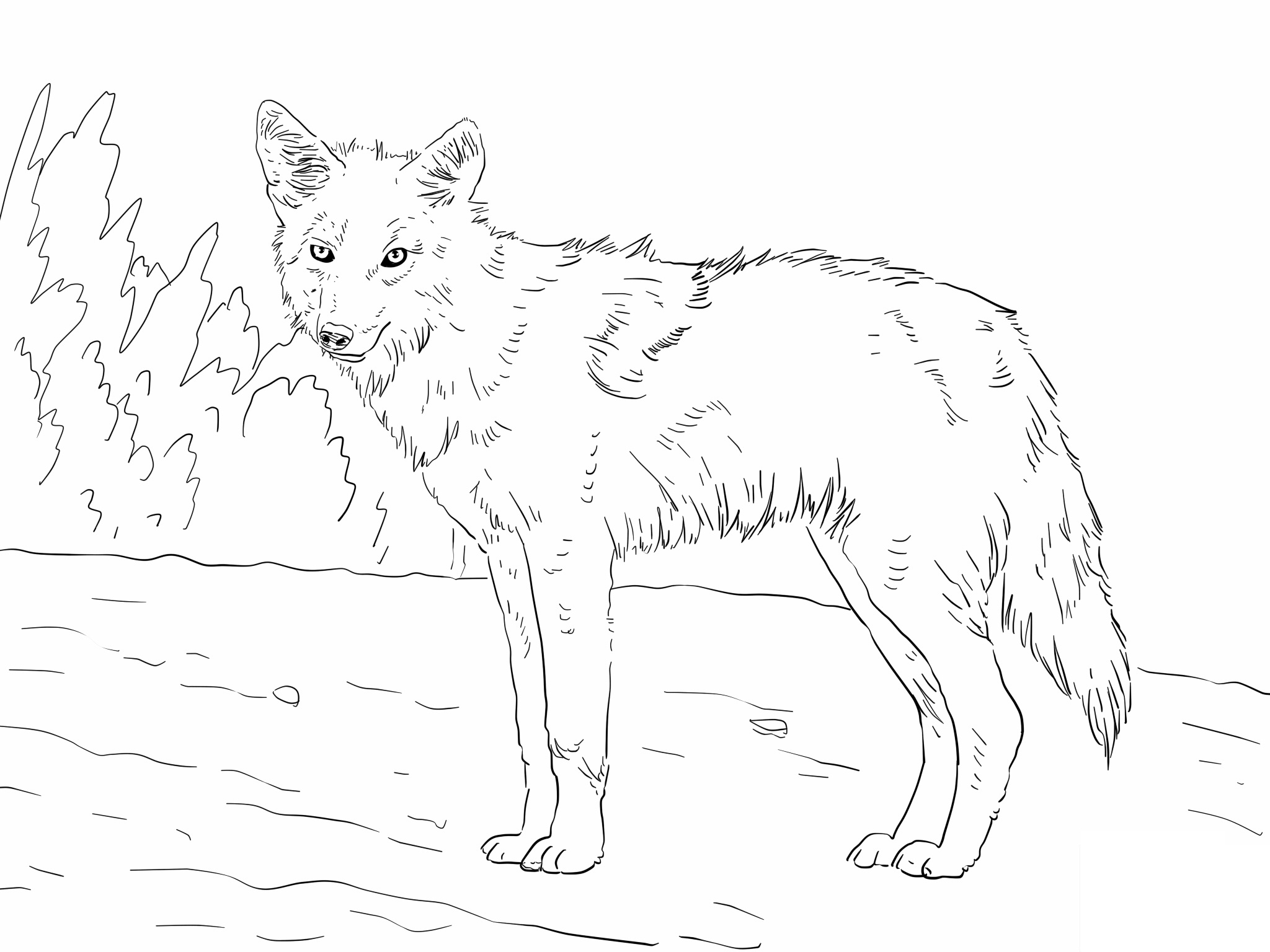 Free printable coyote coloring pages for kids